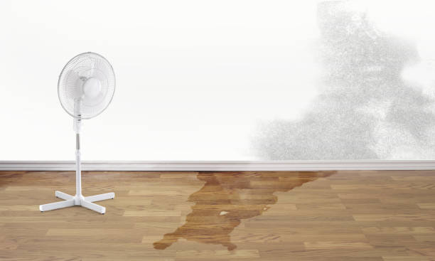 Best Mold removal after water damage  in Elsa, TX