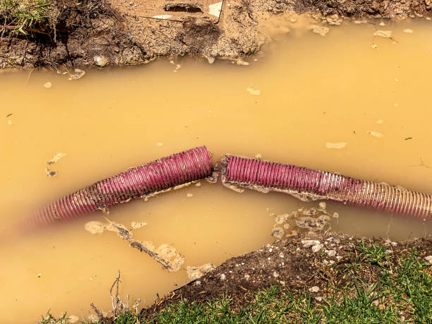 Best Local water damage restoration  in Elsa, TX